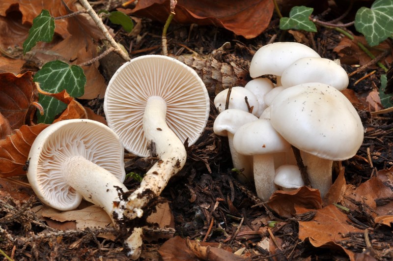 3 Hygrophorus dell''Orecchiella.